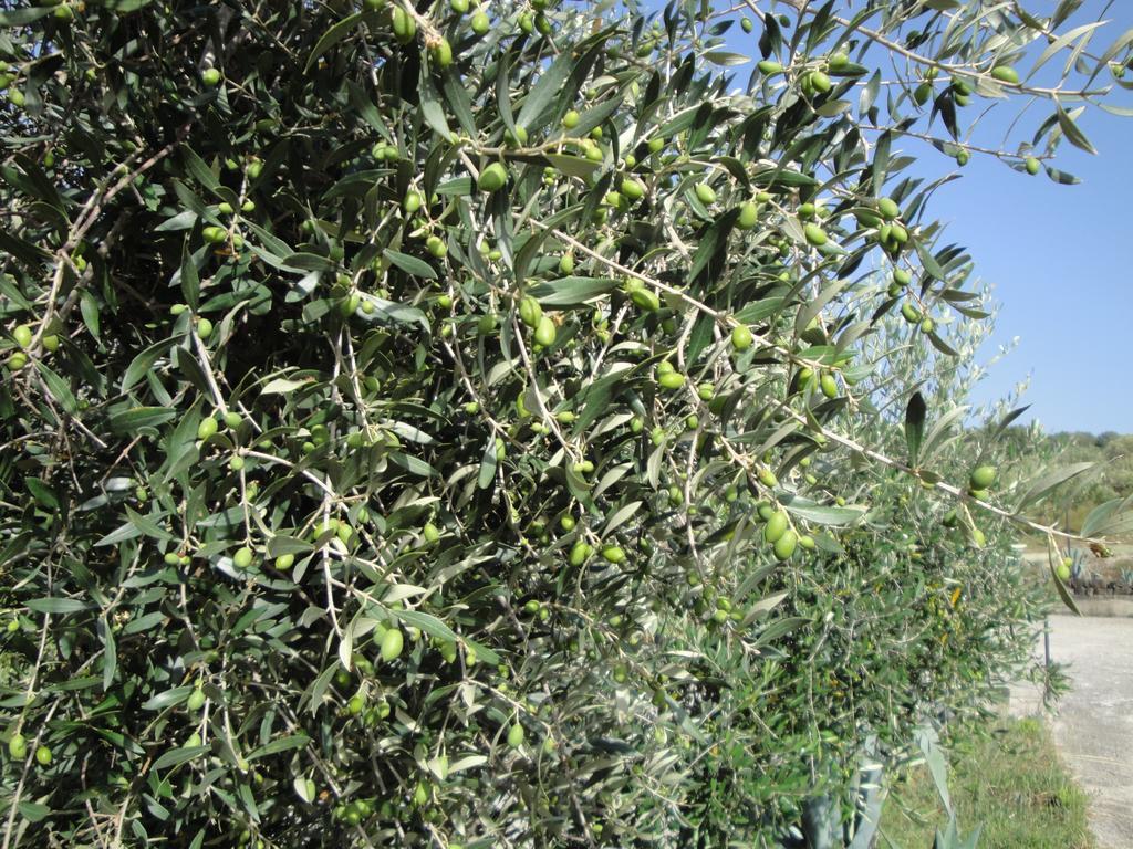 Il Poggio Del Cilento Country House Agropoli Eksteriør bilde
